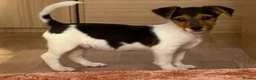Jack Russell dogs for sale: Traditional short-legged Jack Russell puppy’s. - Advert 27