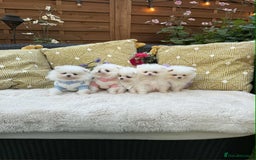Pomeranian dogs for sale: KC White Pomeranian polar bears 🐻‍❄️  - Image 11