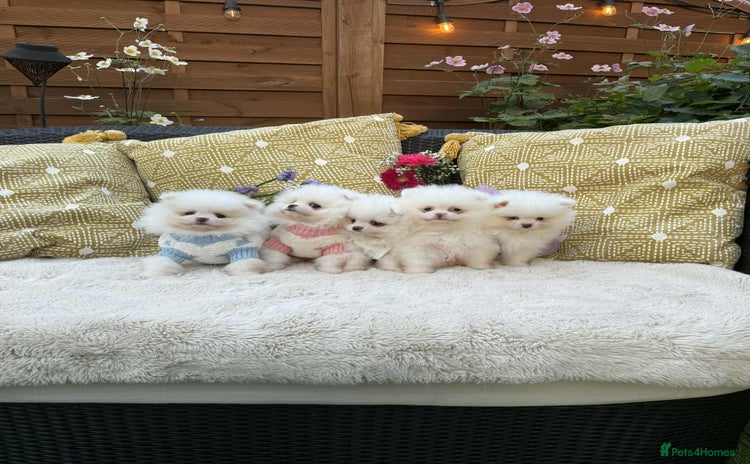 Pomeranian dogs - Advert 6