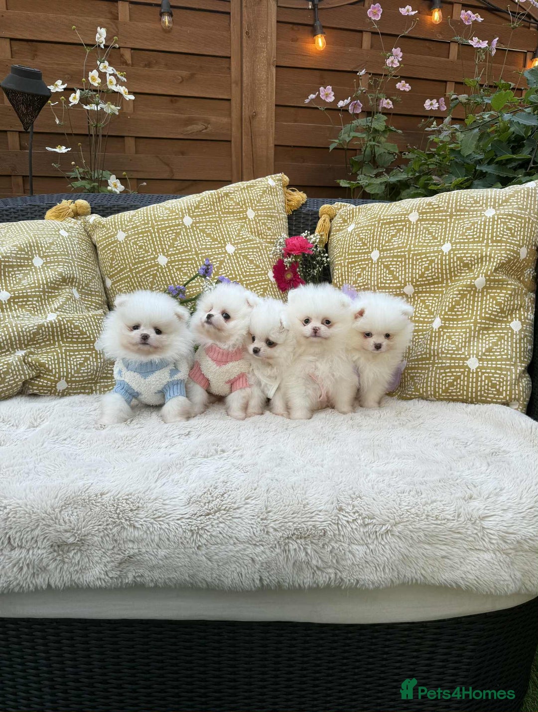 Pomeranian dogs for sale: KC White Pomeranian polar bears 🐻‍❄️  - Image 11