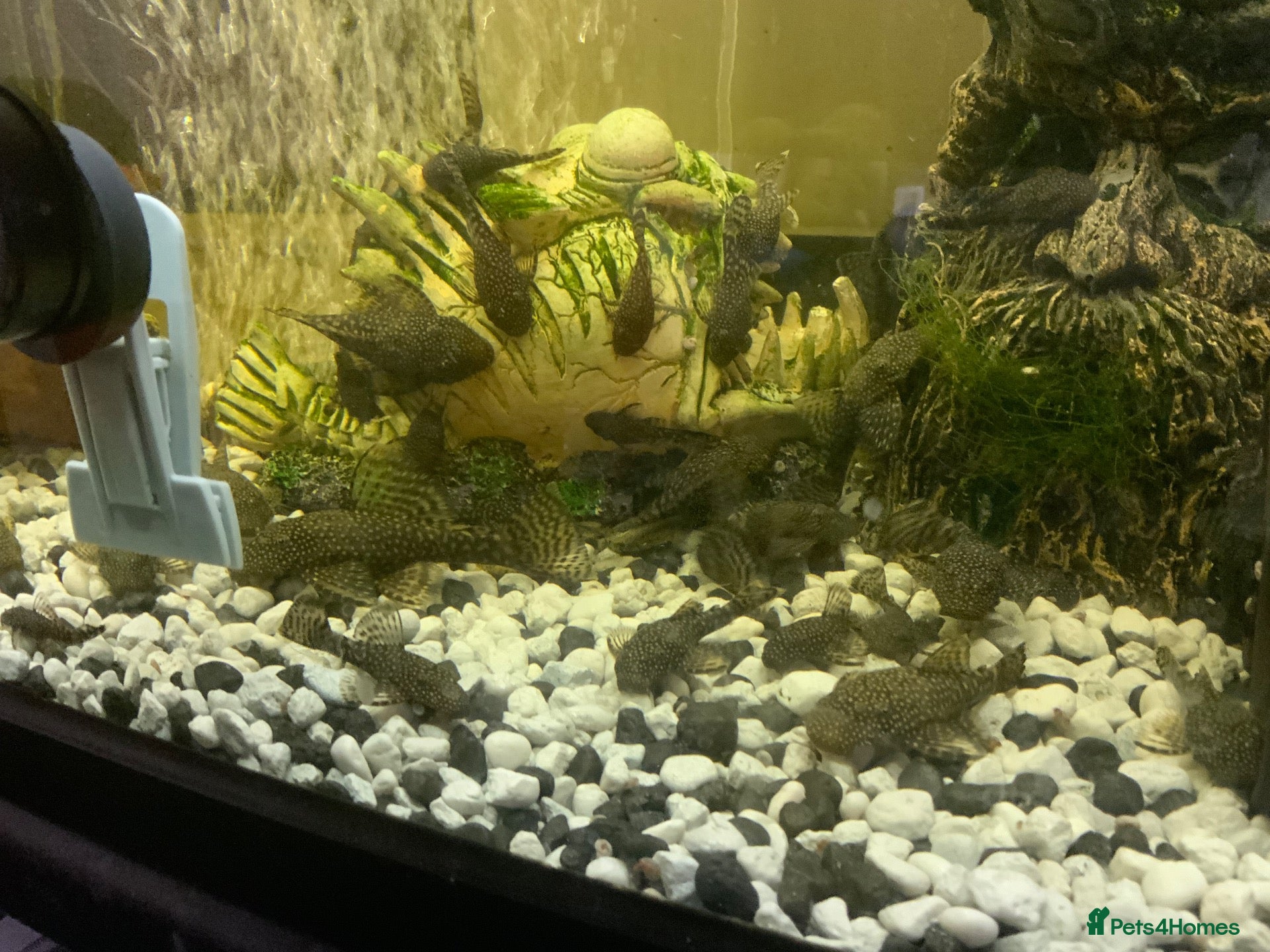 Plecos fish Bristlenose plecos  - Advert 6