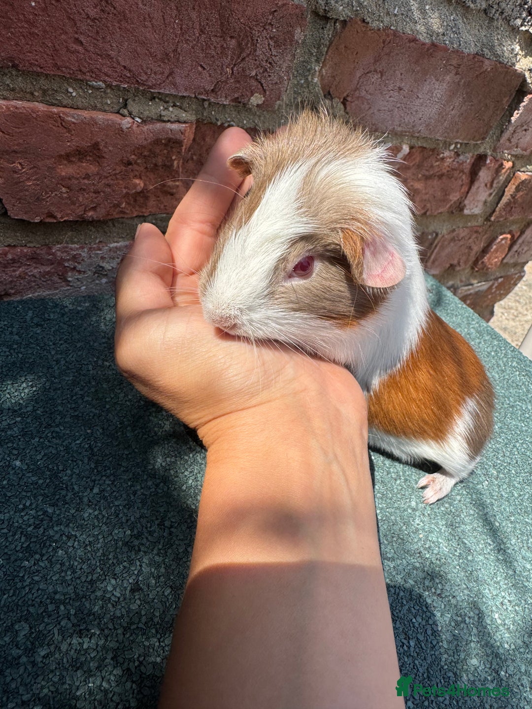 Guinea Pig rodents for sale: Guinea Pigs  - Image 11