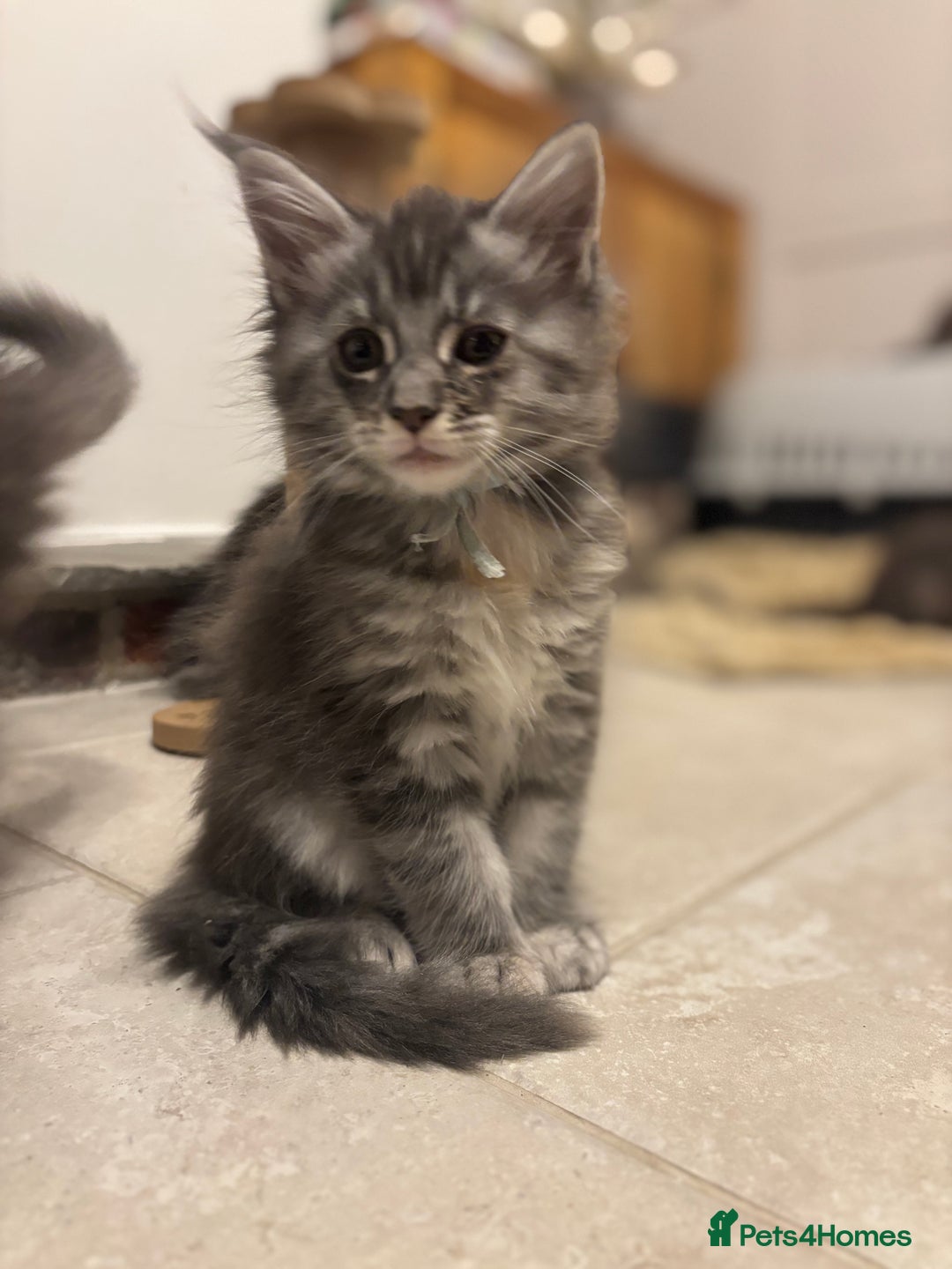 Maine Coon cats for sale: TICA Maine Coon Kittens - Advert 20