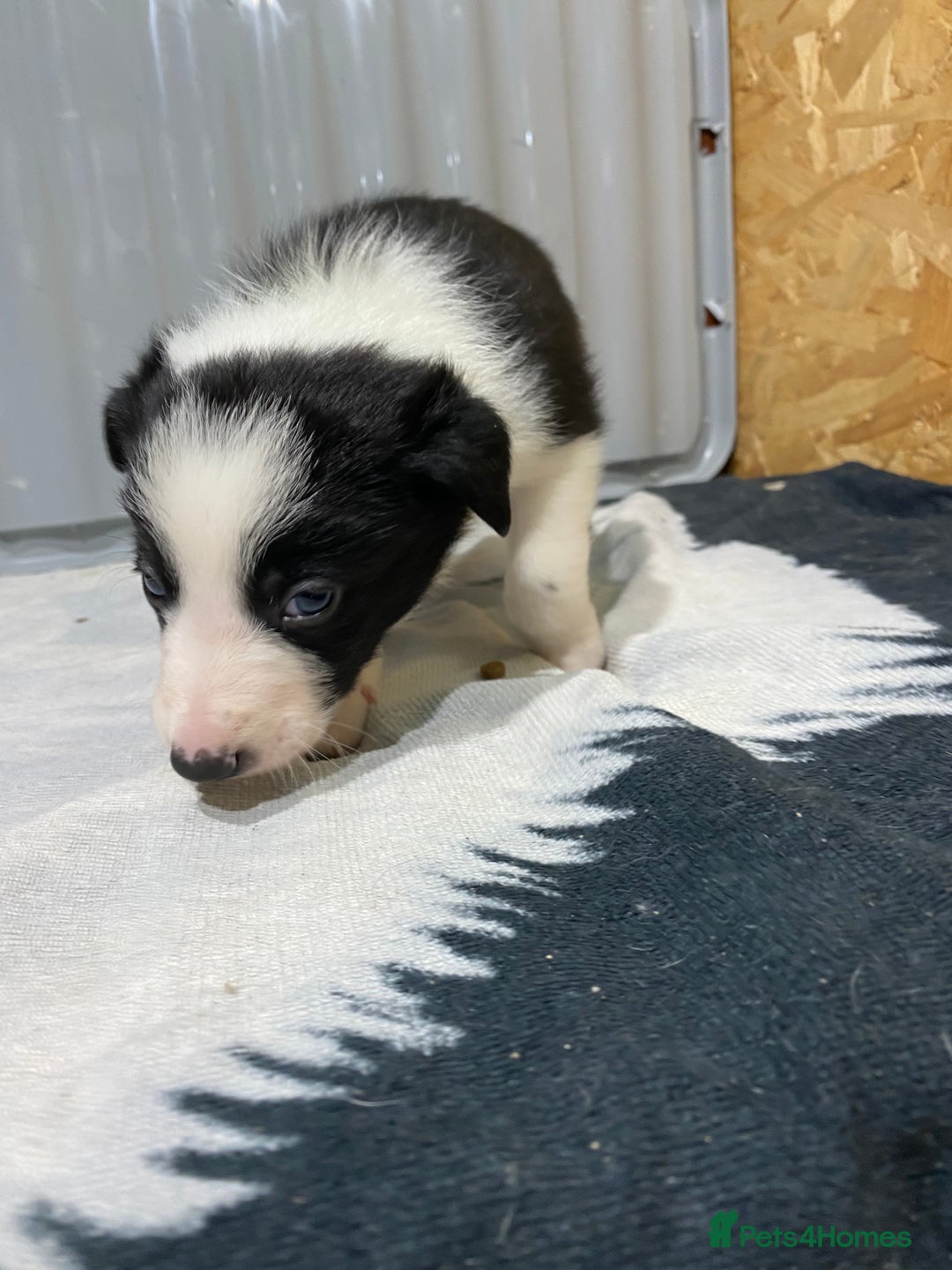 Border Collie dogs for sale: Beautiful border collie pups  - Advert 15