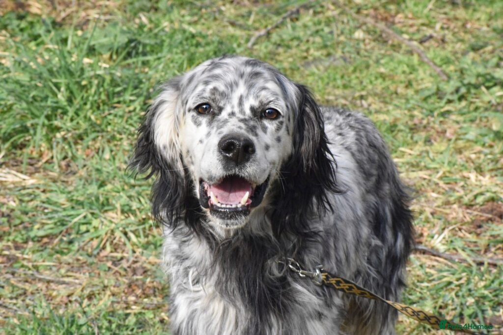 English Setter dogs Jim   in Warrington - Advert 13