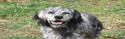 English Setter dogs for adoption: Jim   in Warrington - Advert 1