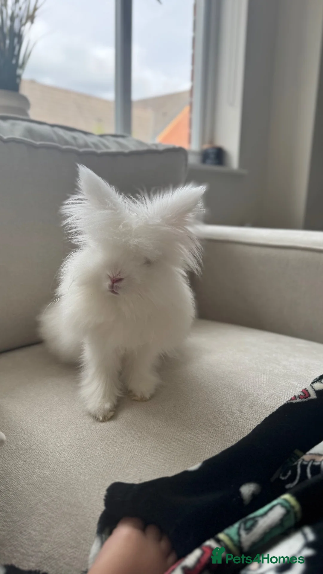 Lionhead rabbits for sale: Two Double main lionheads  - Advert 2