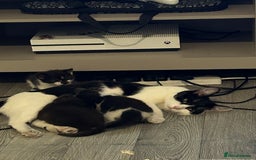 Mixed Breed cats for sale: 3 Boy kittens for sale  - Image 4