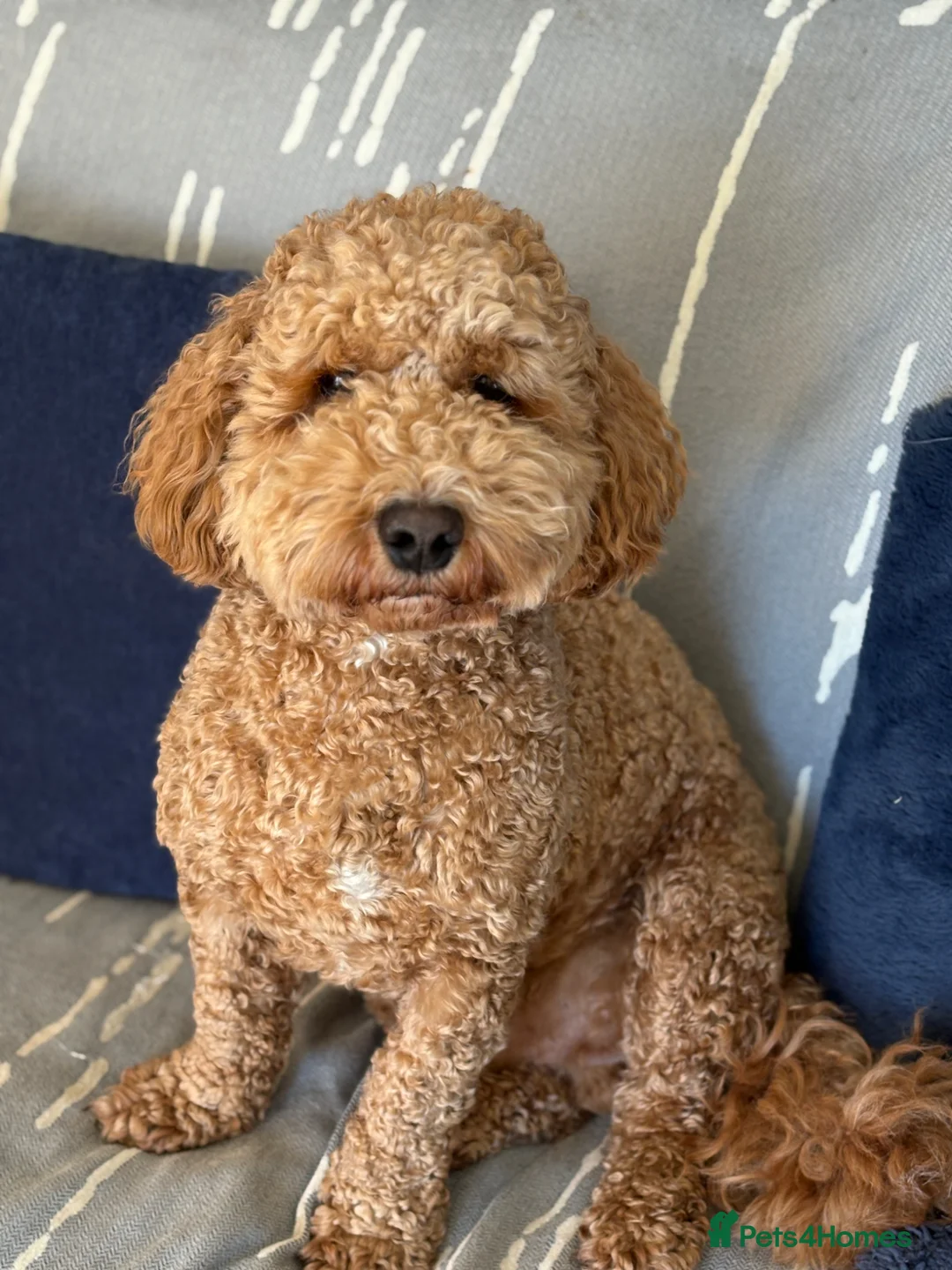 Mixed Breed dogs for sale: Bob -cockapoochon - Advert 1