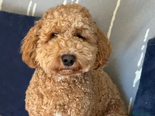 Mixed Breed dogs Bob -cockapoochon - Advert 1