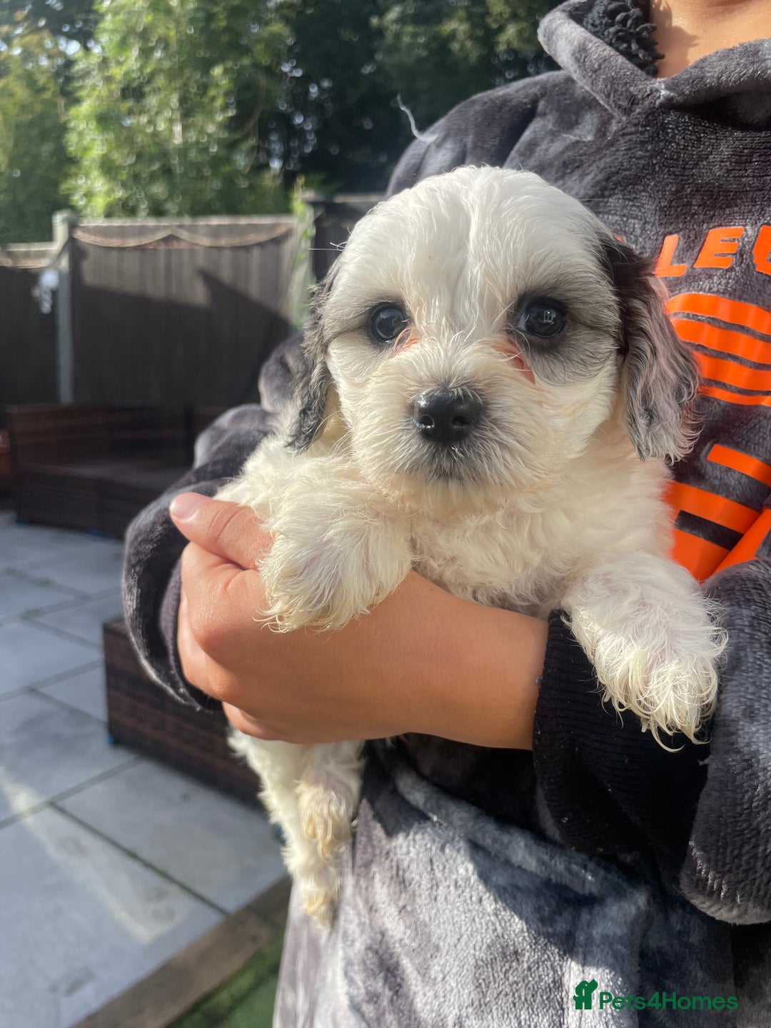 Mixed Breed dogs for sale: Cockapoo x Maltese (Maltipoo) - Image 19