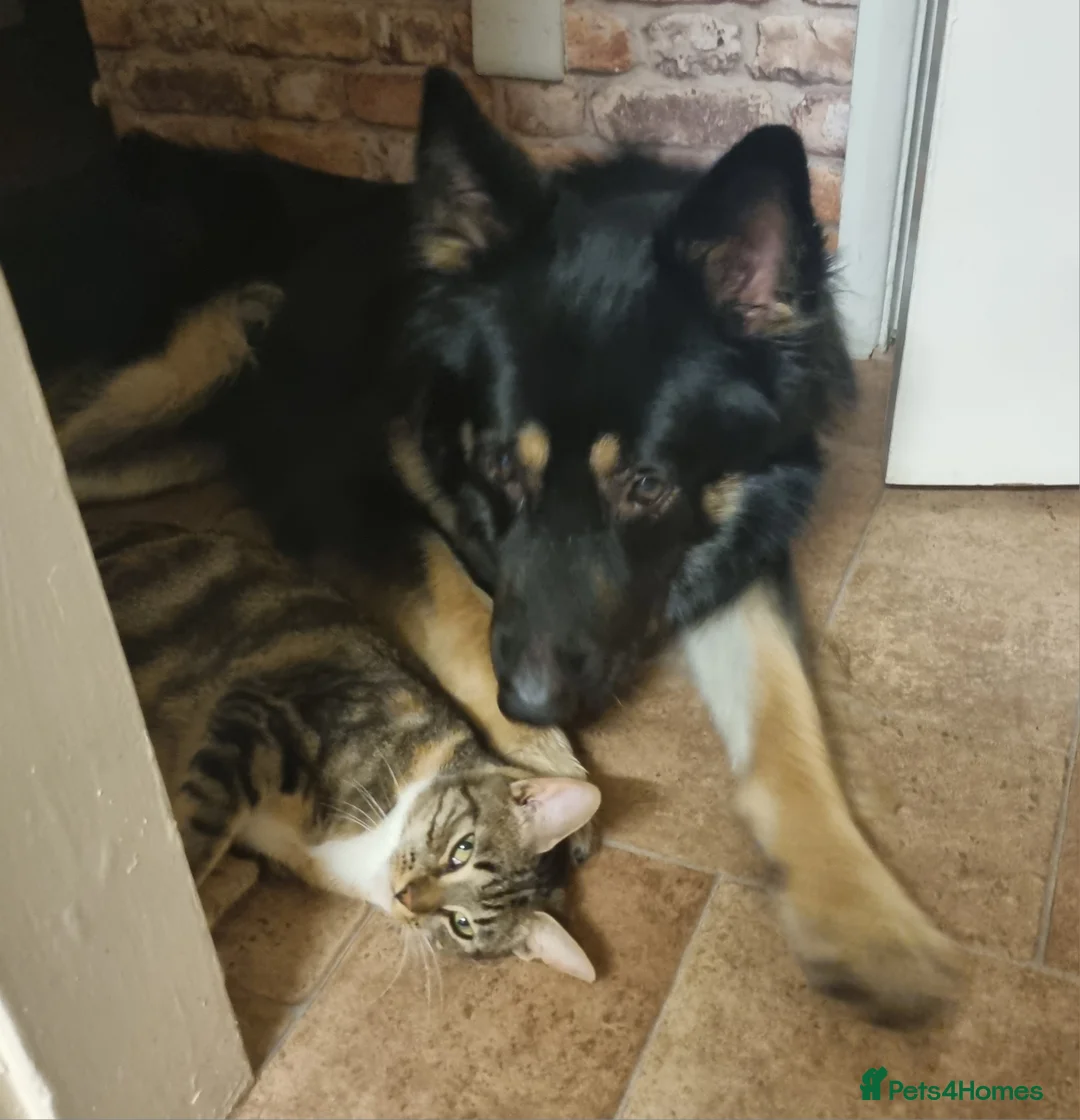 Brazilian Shorthair cats for sale: Family of 3 gorgeous cats for adoption - Advert 24