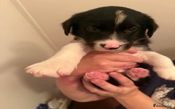 Border Collie dogs for sale: Border collie pups - Image 22