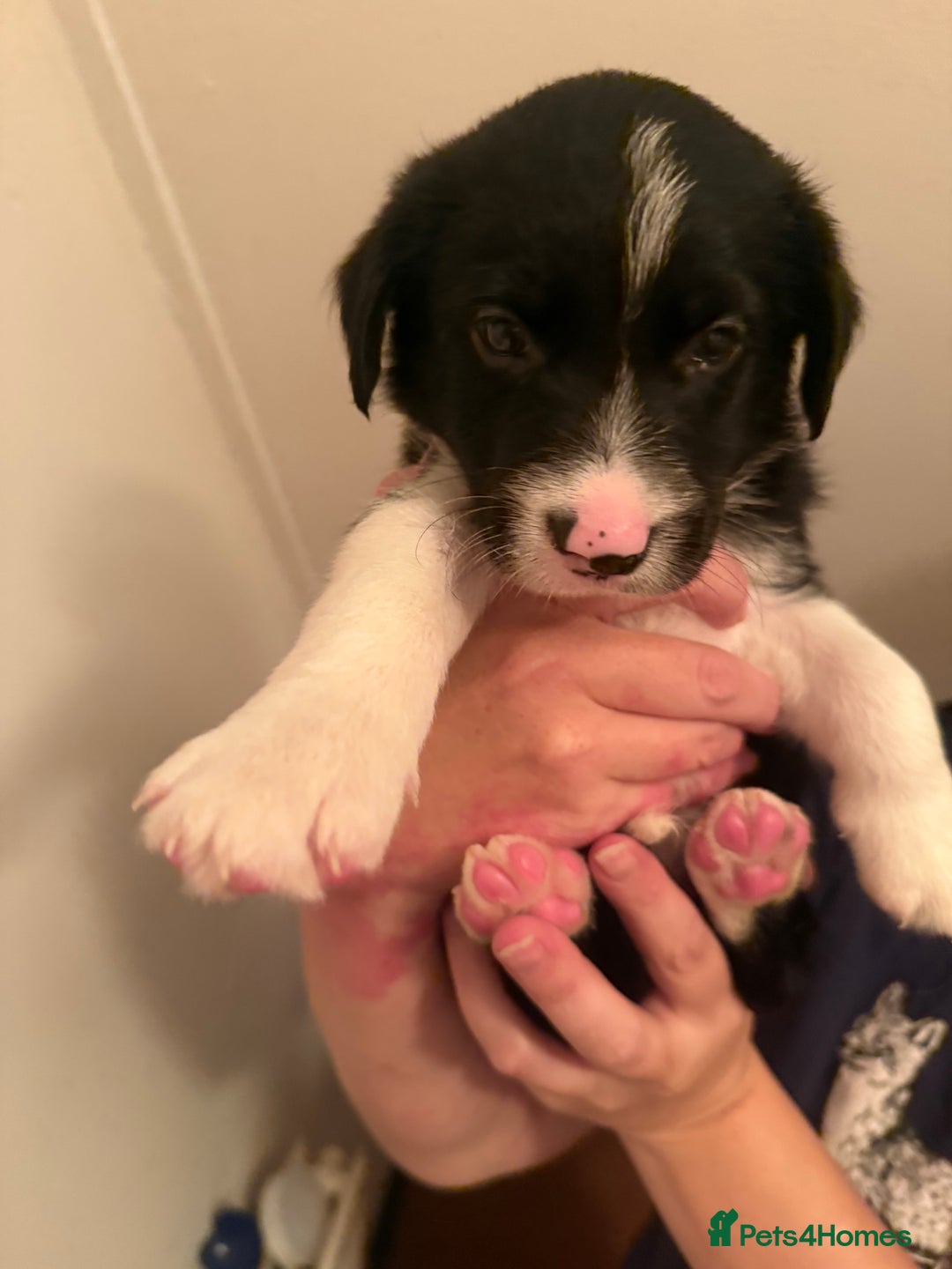 Border Collie dogs for sale: Border collie pups - Image 22