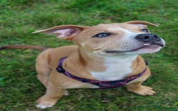 Mixed Breed dogs for sale: Beautiful red female staffy - Image 5