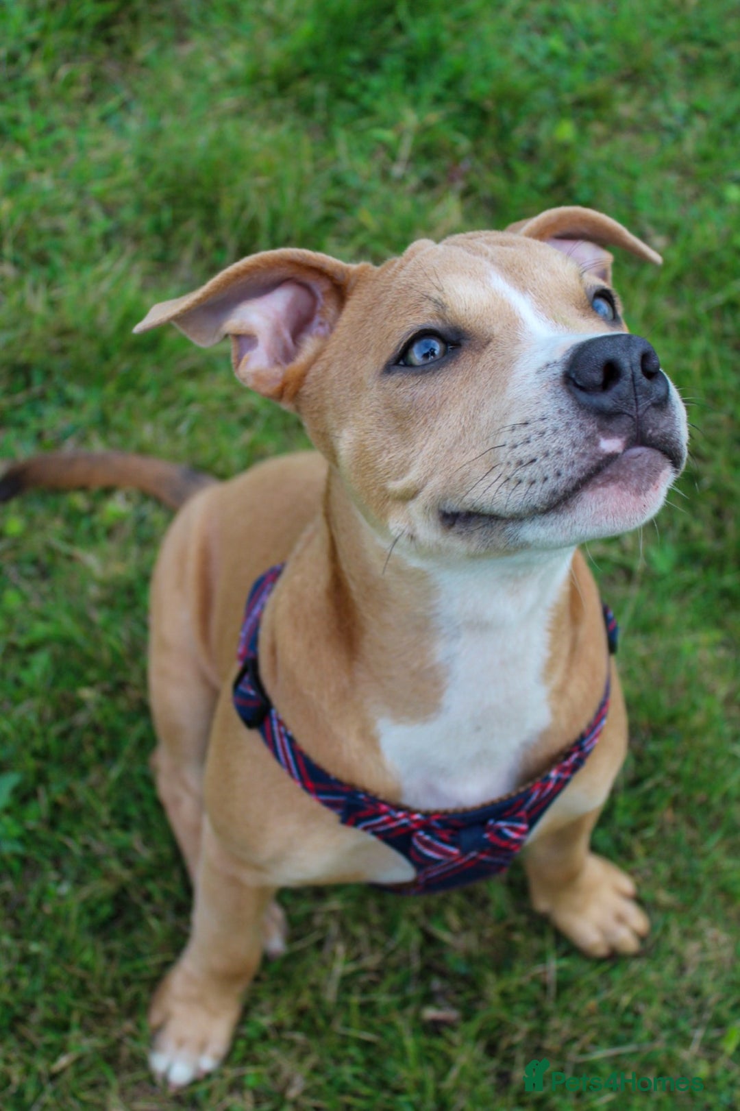 Mixed Breed dogs for sale: Beautiful red female staffy - Image 5