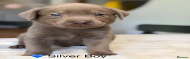 Labrador Retriever 2