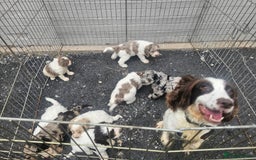 Cockapoo dogs for sale: Cockapoo puppies 🐶  - Image 40