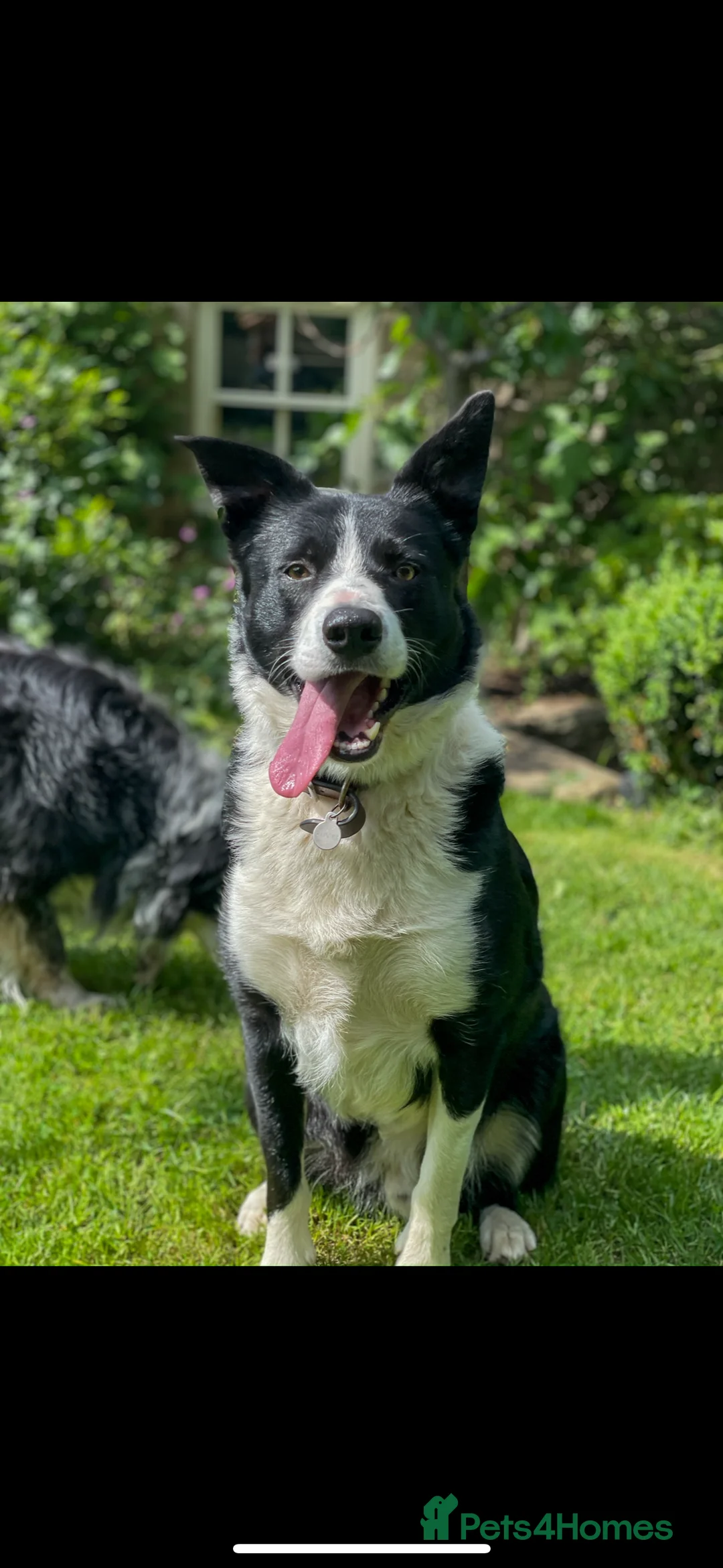 Border Collie dogs for stud: Proven Border Collie Stud | Strong Working Lines  - Advert 20