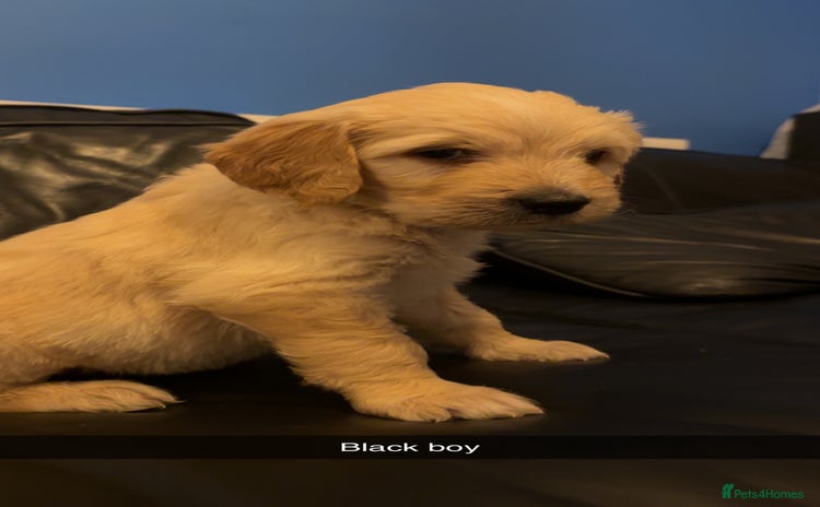 Mixed Breed dogs - Advert 7