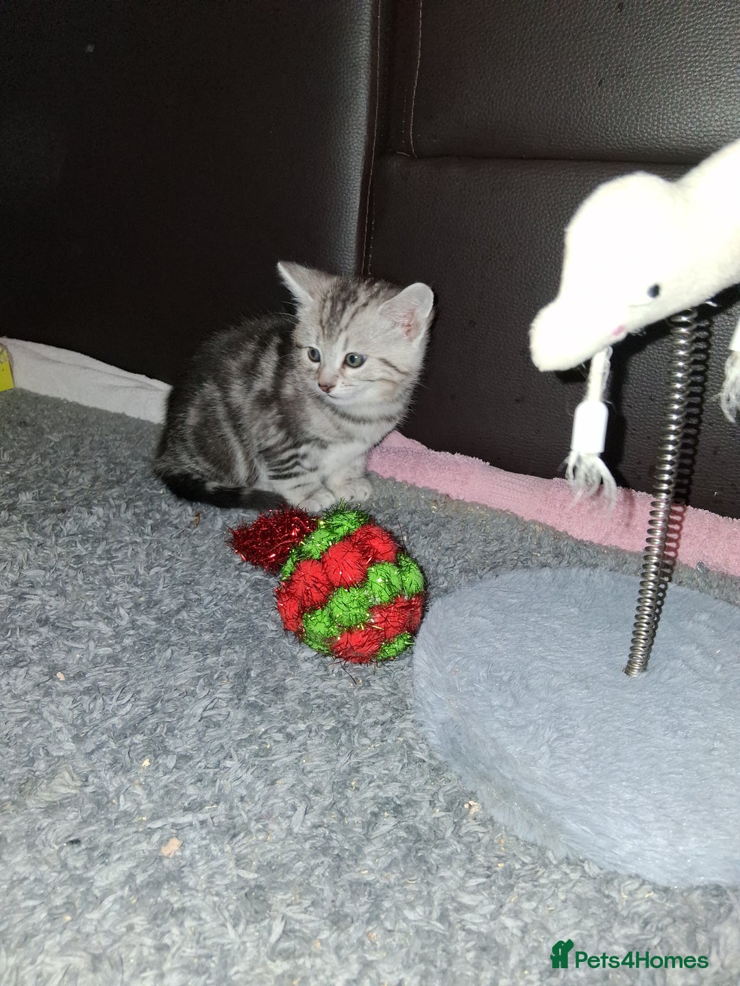 Bengal cats for sale: 1 Bengal boy  1 brown tabby boy - Advert 1