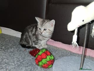 Bengal cats 1 Bengal boy 1 brown tabby boy - Advert 1