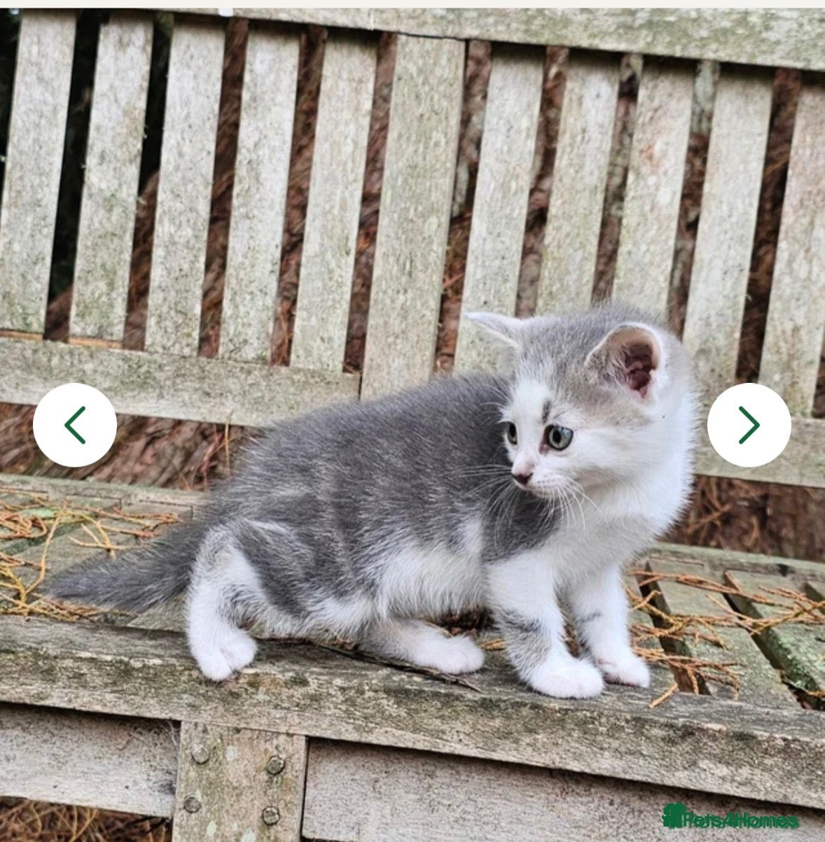 Bengal cats Tabby kitten for sale  - Advert 2