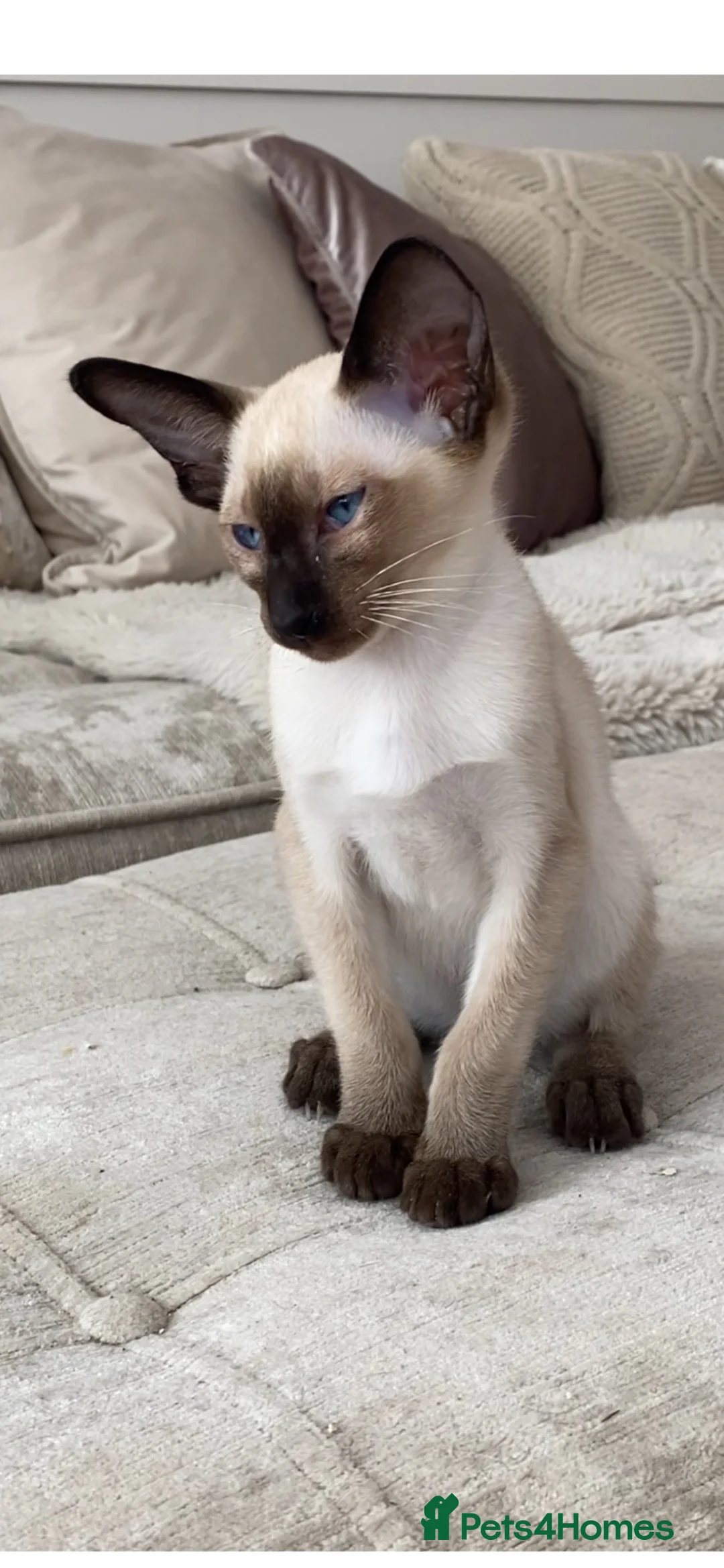 Oriental cats for sale: Male Chocolate point  - Advert 2