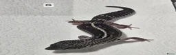 Leopard Gecko reptiles for sale: Black night leopard geckos  - Advert 6