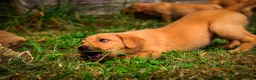 Labrador Retriever dogs for sale: Top Deep Red Quality Labrador Puppies KC Reg  - Advert 6