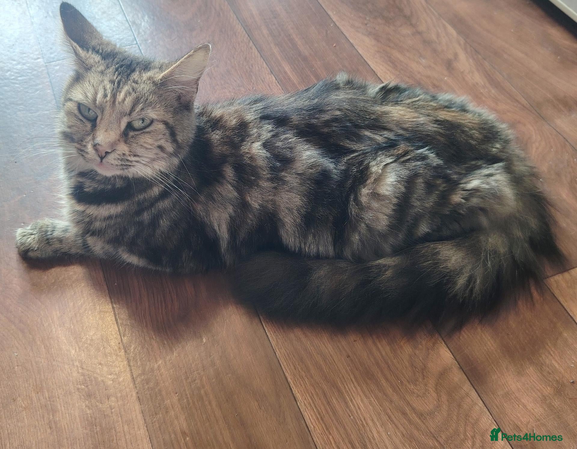 Mixed Breed cats Beautiful, sweet tempered kittens - Advert 1