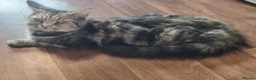 Mixed Breed cats for sale: Beautiful, sweet tempered kittens in Hailsham - Advert 1
