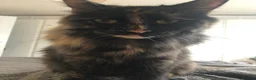 British Longhair cats for sale: Female cat looking for a new home! in Spalding - Advert 13