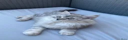 Persian cats for sale: Persian  - Advert 3