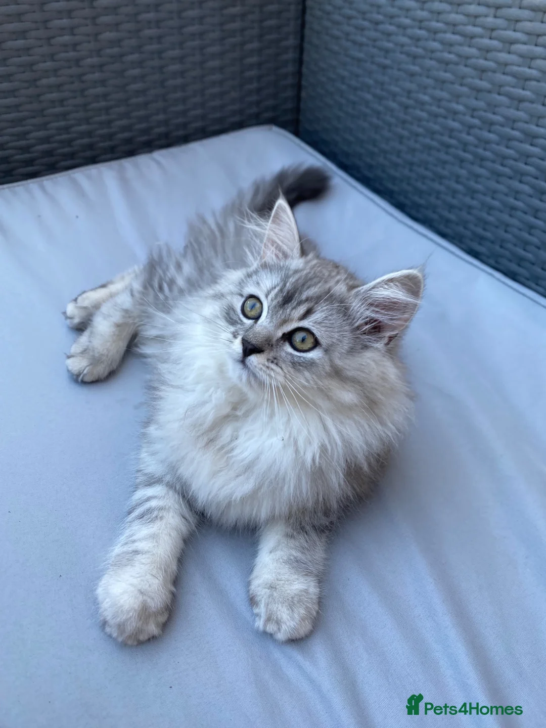 Persian cats for sale: Persian  - Advert 3