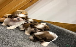Shih Tzu dogs for sale: Summer Shihtzu Puppies - Image 14