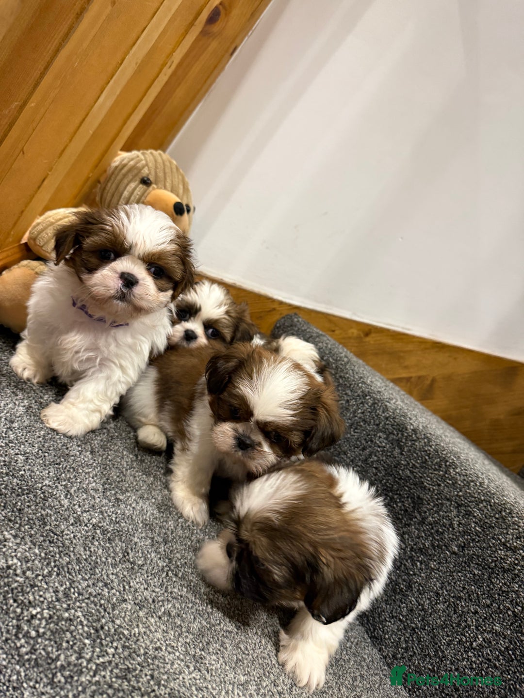 Shih Tzu dogs for sale: Summer Shihtzu Puppies - Image 14
