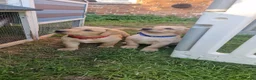 Labrador Retriever dogs for sale: Labrador puppies, from working stock.  - Advert 4