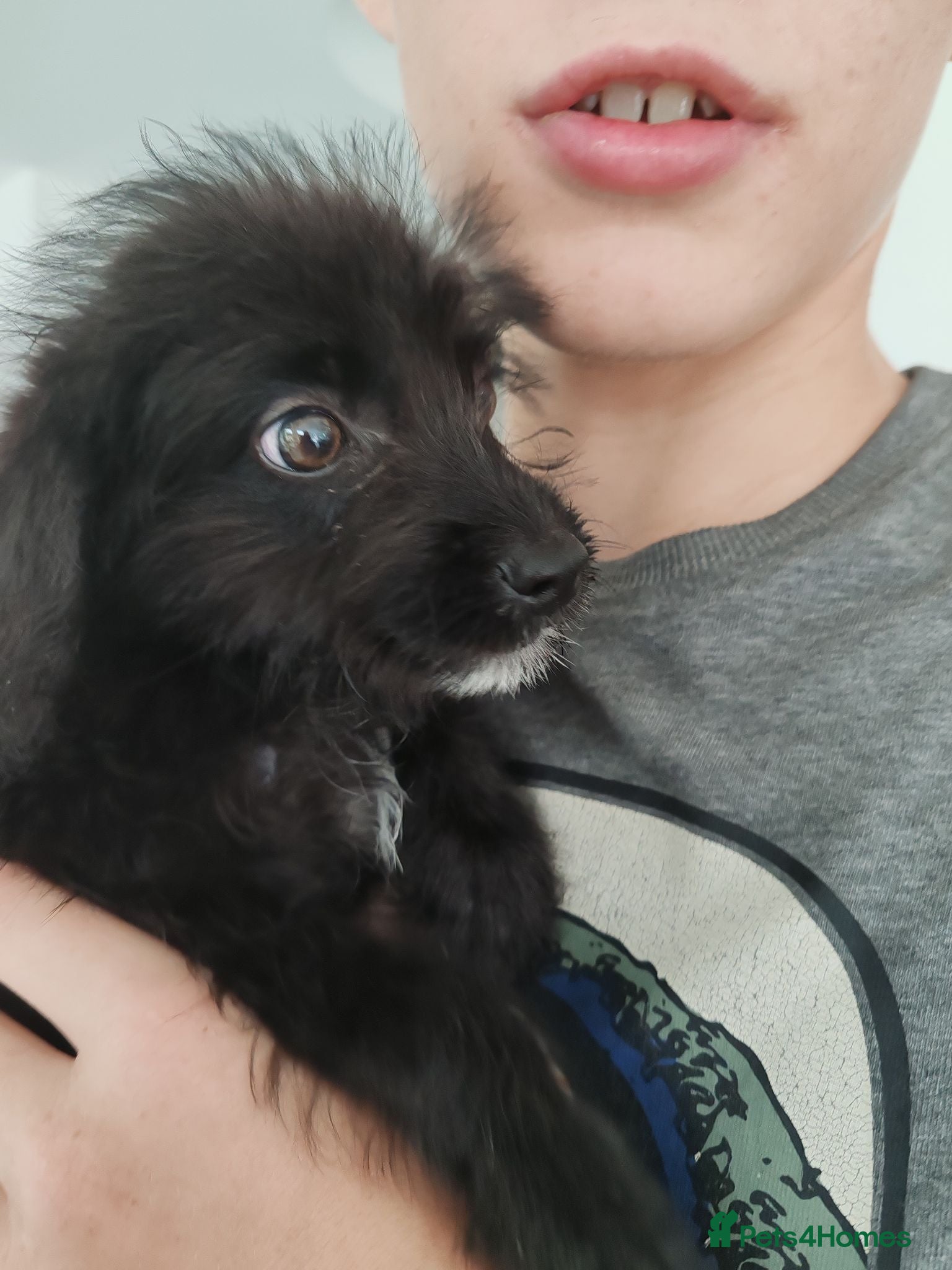 Bordoodle dogs Only two remaining Bordoodle Colliepoo - Advert 2