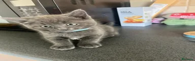 Grey Boy