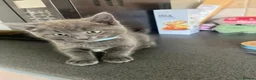 Mixed Breed cats for sale: Stunning Kittens Ready Now - Advert 8