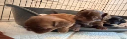 Shih Tzu dogs for sale: 4 Beautiful Shih Tzu Puppies - Advert 16
