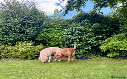 Labrador Retriever dogs for sale: Upcoming Litter of Labradors - Due around 10th Sep - Image 1