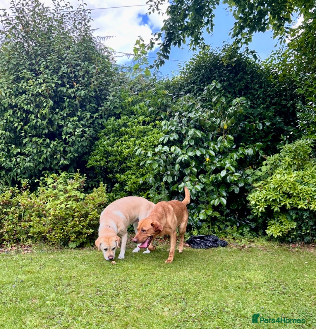 Labrador Retriever dogs for sale: Upcoming Litter of Labradors - Due around 10th Sep - Image 1