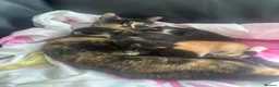 Mixed Breed cats for sale: Stunning Kittens - Advert 7