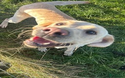 Labrador Retriever dogs for sale: Labrador for sale - Image 8