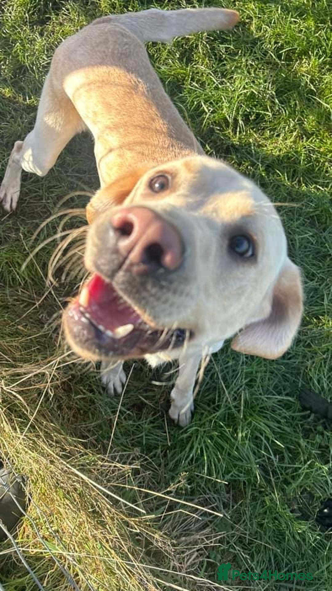 Labrador Retriever dogs for sale: Labrador for sale - Image 8