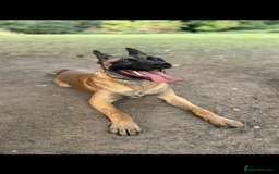 Belgian Shepherd Dog dogs for sale: Rocky - 9 month old Belgian Malinois - Image 1