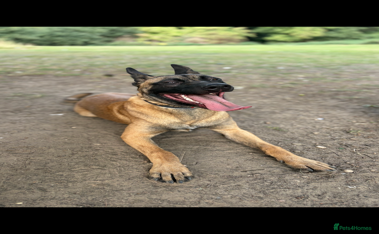 Belgian Shepherd Dog dogs - Advert 1