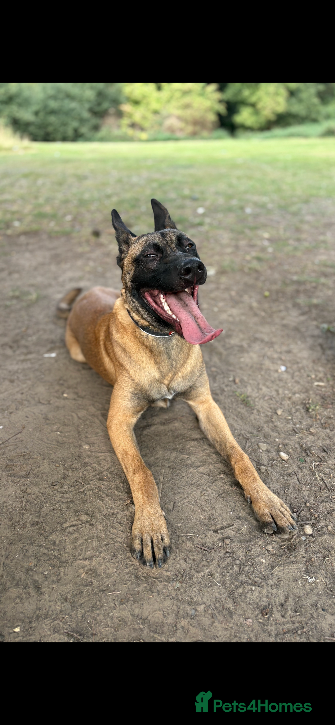 Belgian Shepherd Dog dogs for sale: Rocky - 9 month old Belgian Malinois - Image 1
